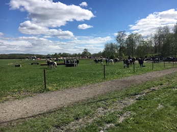 D-Stevne Dressur og Sprang 11. og 12. mai